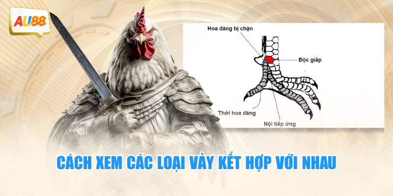 Vảy Án Thiên – Bí Ẩn Vũ Khí “Tàng Hình” Trên Chân Chiến Kê 3 Cách xem các loại vảy kết hợp với nhau